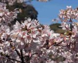もうすぐ春本番🌸谷戸池で一足早い桜を堪能しました😊