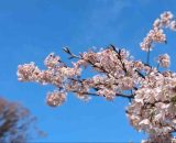 ３月に入り春本番はもう間近🤩今日のパスセンター大船ではつるし雛と春のディスプレイ「桜の木」をみんなで作りました🌸