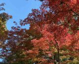 北鎌倉にロングウォーキングに行きました🚶‍♀️‍➡️🚶‍♂️‍➡️